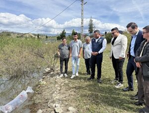 Sinop’ta göletlere 2 bin sazan yavrusu salındı