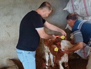 Şırnak’ta İl Tarım ve Orman Müdürlüğü ekipleri hayvanlara aşı ve küpe uyguluyor