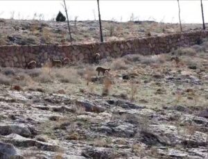 Sivas Divriği’deki cam seyir terası çevresinde dağ keçileri görüntülendi