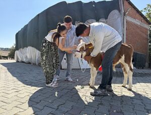 Tekirdağ’da düğünde çifte altın yerine bir buzağı hediye edildi