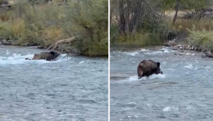 Tunceli Ovacık’ta yaban domuzu Mercan Deresi’ndeki akıntıya rağmen karşıya geçti