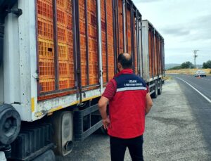 Uşak’ta tarım ve jandarma ekipleri hayvan nakil belgelerini denetliyor