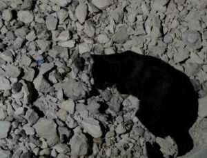 Van Gölü sahilinde kedi, yakaladığı fareyle yaklaşık iki saat oynadı