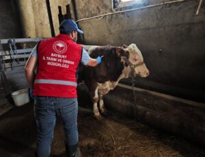 Veteriner hekimler Bayburt’ta 2026 sonbahar aşı ve küpeleme işlemlerini sürdürüyor