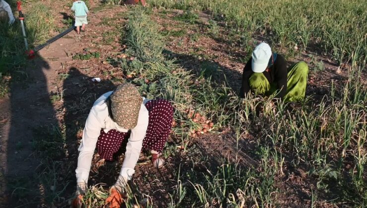 Yozgat Aydıncık’ta pembe kök hastalığına karşı mikrobiyal uygulama olumlu sonuç verdi