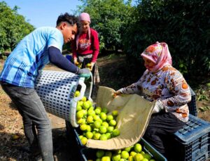 Adana’da erkenci mandalina hasadı başladı, dalında kilogramı 8-10 liradan satılıyor