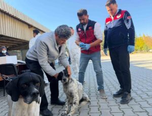 Afşin’de 230 hayvana kuduz aşısı yapıldı, 60 kedi ve köpeğe mikroçip takıldı