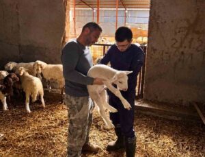 Afyonkarahisar’da küçükbaş hayvanlara aşılama ve kimliklendirme çalışmaları sürüyor