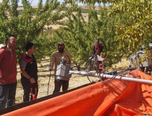 Ağın’da Tarım ve Orman ekipleri badem üreticilerini hasat konusunda bilgilendirdi