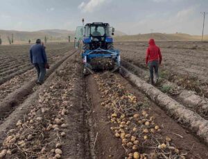 Ağrı Patnos’ta 450 dönümlük arazide patates hasadı sürüyor, 1.500 ton ürün bekleniyor