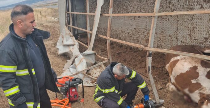 Aksaray Ortaköy’de şarampole devrilen tırda 6 büyükbaş hayvan telef oldu