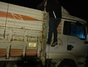 Akyazı gişelerinde durdurulan kamyonda belgesiz taşınan 8 büyükbaş hayvana el konuldu