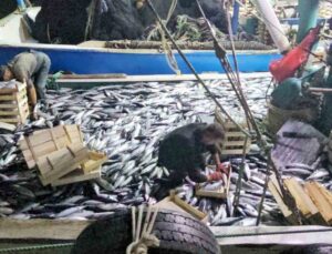 Amasra’dan açılan balıkçılar Cide’de 3 saatte 15 bin palamut avladı