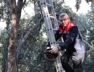 Artvin’de Butko zeytini hasadı başladı, 2026’da 700 ton sofralık zeytin bekleniyor