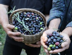 Artvin’de Butko zeytini hasadı başladı, 700 ton sofralık zeytin hedefleniyor
