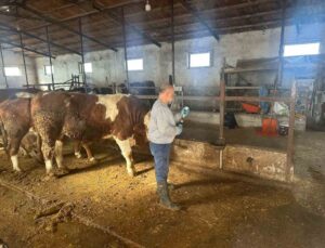 Aydıntepe’de şap aşılama 13 köye ulaştı, buzağı küpeleme de yapıldı
