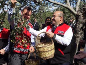 Ayvalık Altınova’da zeytin hasat sezonu Vali Ustaoğlu’nun katıldığı törenle başladı