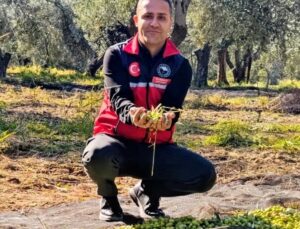 Balıkesir Gömeç’te zeytin hasadı sürerken İlçe Tarım Müdürü bereketli sezon diledi