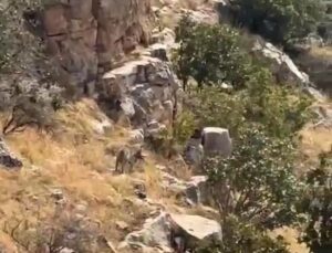 Batman Gercüş’te nesli tükenme tehlikesi altındaki çizgili sırtlan görüntülendi