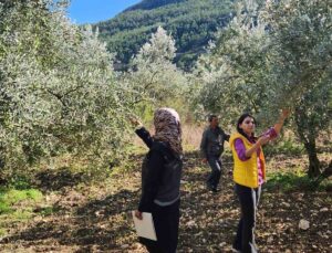 Bilecik’te 2026 zeytin rekoltesi için Rekolte Tespit Komisyonu saha incelemesi yaptı