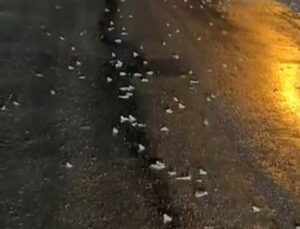 Bingöl Gözeler köyünde yoğun yağış sonrası yüzlerce kurbağa kara yolunda görüldü