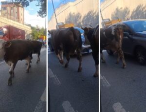 Burası Hindistan değil İstanbul’un en lüks ilçelerinden biri! Trafikte böyle görüntülendiler
