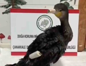 Çanakkale’de kanadına olta misinası dolanan karabatak tedavi edilip doğaya salındı