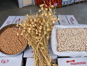 Denizli Ticaret Borsası’nın Borsa-20 nohudundan Serinhisar’da leblebi üretimi başladı