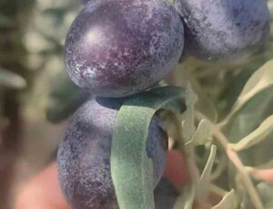 Didim’de üreticilere sofralık zeytin hasadında zeytin sineği uyarısı yapıldı