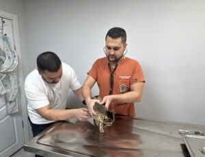Diyafram fıtığı olan kedi Ballı, Afyonkarahisar’da operasyonla rahat nefes aldı