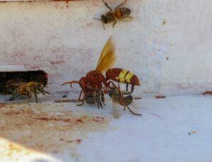 Diyarbakır Çüngüş’te bekçi bal arılarının eşek arılarıyla mücadelesi görüntülendi