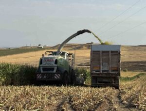 Diyarbakır’ın Sur ilçesinde silajlık mısır hasadı başladı, dönümde 5-6 ton bekleniyor