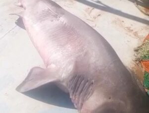 Edirne Enez’de balıkçıların ağına 350 kilogramlık boz camgöz takıldı