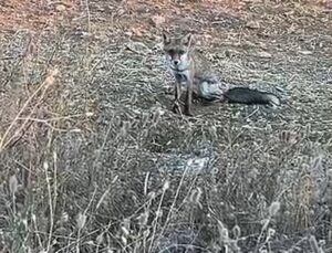Edirne Lalapaşa’da yavru tilki insanlardan kaçmadı, uzun kuyruğuyla dikkat çekti