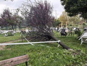 Elazığ’da sağanak ve rüzgarda devrilen ağaç Fırat Üniversitesi yakınında araca düştü
