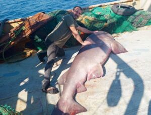 Enez’de balıkçıların ağına 350 kiloluk boz camgöz türü köpek balığı takıldı