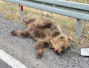 Erzincan-Refahiye yolunda ayının aracın çarpmasıyla telef olduğu değerlendiriliyor