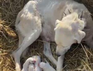 Eskişehir Sivrihisar’da akbaş cinsi köpek, koyun sürüsünün ortasında 4 yavru doğurdu