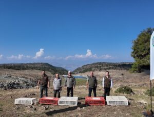 Gaziantep İslahiye’de DKMP ekipleri yüzlerce kınalı kekliği doğaya saldı