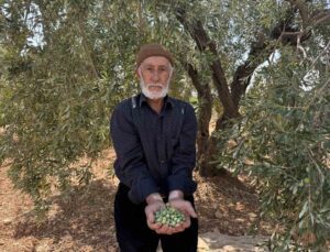 Gaziantep Oğuzeli’nde yeşil zeytin hasadı başladı, kilosu 100 liradan satılıyor