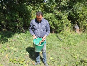Iğdır’da 1200 dekarı aşkın alanda ceviz hasadı sürüyor, 250 tonu aşan ürün bekleniyor