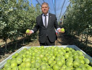 Isparta’da elma hasadı başladı, 1 milyon 250 bin tonluk rekolte bekleniyor