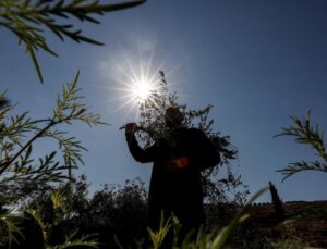 İsrail güçleri, Batı Şeria’da 2026’da 8.400’den fazla asırlık zeytin ağacını söktü