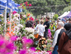 İzmir Büyükşehir’in 4’üncü kez kapılarını açacak çiçek ve bal festivalinde geri sayım