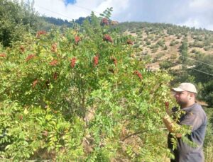 Kahramanmaraş Andırın’da sumak hasadı başladı, İlyas Paksoy bahçesinde topluyor