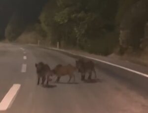 Kahramanmaraş Andırın’da yaban domuzu sürüsü yola indi, sürücü görüntüledi