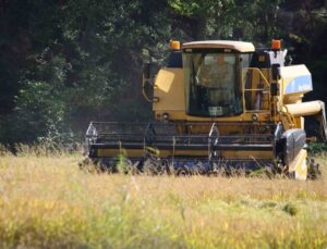 Karabük’te 2026 çeltik hasadı başladı, üreticiler TMO’nun fiyat açıklamasını bekliyor