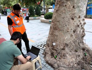 Kocaeli Büyükşehir Belediyesi yaklaşık 600 anıt ağacı akustik tomografiyle inceleyecek