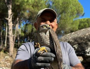 Kuşadası’nda cam çarpan atmaca ile siteye giren sansar yeniden doğaya salındı