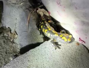 Malatya Doğanşehir’de yağış sonrası sarı benekli semender görüntülendi